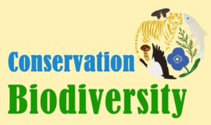 Why Conservation of Biodiversity is important?